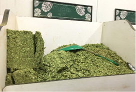 Clusters of Cascade hops in cold storage at Sierra Nevada Brewing Co. in Chico